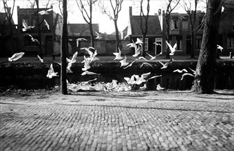 Flying seagulls in Den Helder Netherlands