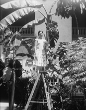 Woman on ladder next to banana tree