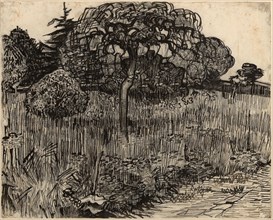 Weeping Tree -  1889