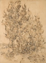 Cypresses  - 1889