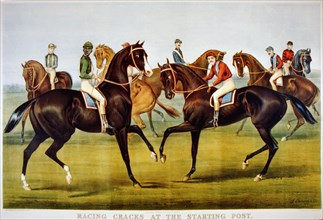 19th Century Equine Illustratioin