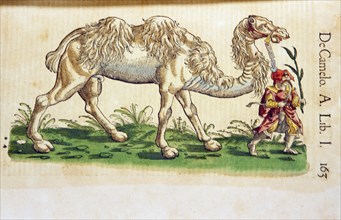 De camelo ca. 1551