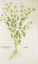 Chamaemelon levcanthemon / Camillen ca. 1542