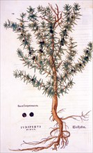 Iuniperus minor /  Weckholder ; Baccae iunperi maioris ca. 1542