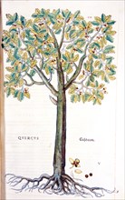 Quercus / Eichbaum ca. 1542