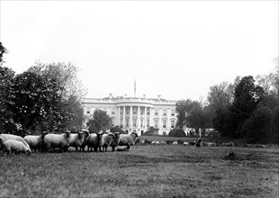 Sheep on the White House Lawn ca. 1916
