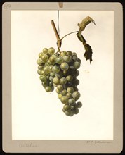 Watercolor Image of the Dutchess variety of grapes (scientific name: Vitis)