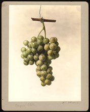 Watercolor Image of the Empire State variety of grapes (scientific name: Vitis)