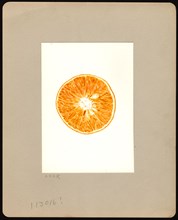 Watercolor Image of tangelos (scientific name: Citrus tangelo)