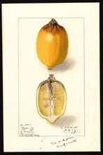 Watercolor Image of lemons (scientific name: Citrus limon), with this specimen originating in Pasadena, Los Angeles County, California ca. 27 July 1911