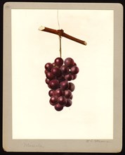 Watercolor Image of the Marsala variety of grapes (scientific name: Vitis) ca. 4 October 1933