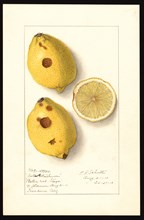 Watercolor Image of lemons (scientific name: Citrus limon), with this specimen originating in Pasadena, Los Angeles County ca. 26 August 1910