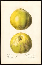 Watercolor Image of the Cydonia oblonga variety of quinces (scientific name: Cydonia oblonga) ca. 3 December 1918