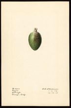 Watercolor Image of Acca (scientific name: Acca sellowiana), with this specimen originating in Orange, Orange County, California ca. 2 January 1919