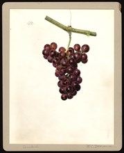Watercolor Image of the Dunkirk variety of grapes (scientific name: Vitis)
