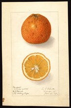Watercolor Image of citranges (scientific name: Citroncirus webberi) ca. 21 January 1909
