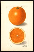 Watercolor Image of the Golden Nugget variety of oranges (scientific name: Citrus sinensis) ca. 1908