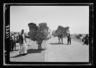 Mats loaded on mules going to market in the Huleh district of Galilee  ca. 1940
