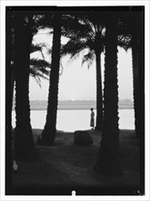 River scenes on the Euphrates taken at Hilla in Iraq, sunrise through a palm grove, man standing by himself ca. 1932