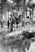 Arab men with their camels at an oasis, the Springs of Moses ca. 1900
