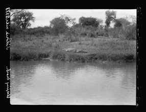 Large crocodile asleep on the bank of the Victoria Nile River in Uganda ca. 1936