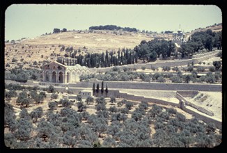 Olive grove in Kidron Valley, Gethsemane in the distance ca. between 1948 and 1958