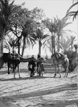 Men with camels saluting at an oasis in the desert ca. 1900