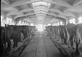 Government Stud Farm in Acre Israel, the cow stable interior ca. 1940