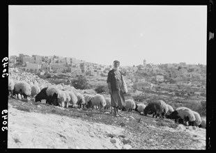 A shepherd and his sheep outside of Bethlehem (city in the background) ca. 1920