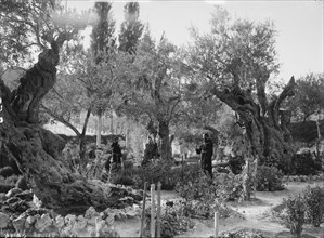 Mount of Olives and Gethsemane. The olive trees of Gethsemane ca. 1920