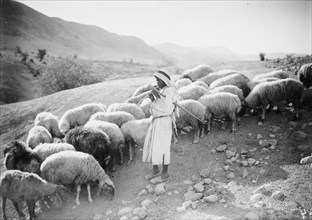 Pastoral scene in the Jordan valley, shepherd boy playing to his sheep with what looks to be a flute ca. 1920