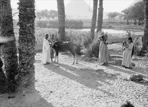 Peasant life in a paleu grove in Egypt, men with a cow, women with babies ca. between 1934 and 1939