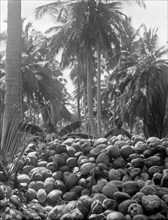 Pile of coconuts in a grove in Zanzibar ca. 1936