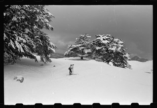 A skier observing the snow in Lebanon, with cedar  trees surrounding the area ca. 1946
