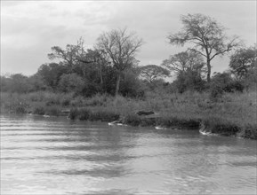 Crocodile making for the water of the Victoria Nile River in Uganda ca. 1936