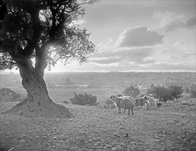 Sheep and tree on Mt. of Olives--city in  the background ca. between 1898 and 1946