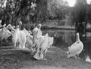 Pelicans at the Zoological Gardens in Cairo Egypt  ca. between 1934 and 1939