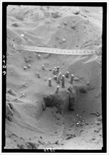 During the locust plagues in Palestine, here is seen a group of egg tubes which have been exposed by shifting sands ca. 1930