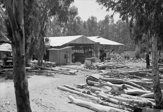 Saw mill in the eucalyptus woods of Khadera ca. between 1934 and 1939