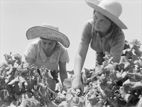 The vintage season Zikh'ron Ya'aqov, July 24, 1939. Two girl pickers (close up)