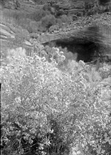 Petra (Wadi Musa). Es-Siyyagh Valley. Oleanders in bloom. Found in profusion throughout Petra ca. 1920