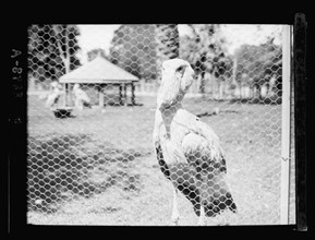 Zoological Gardens in Cairo Egypt, a pelican behind a fence ca. between 1934 and 1939