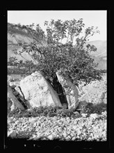 The strength of a fig tree splitting a very large rock in Transjordan ca. 1930