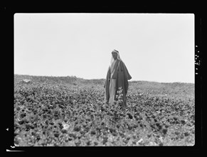 A bedouin man standing in a field at Shunet Nimrin  April 25, 1935