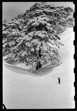 Cedars of Lebanon on snowy mountain with skier in the foreground ca. 1946
