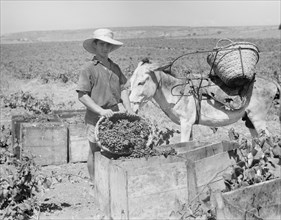 A boy picking grapes at Zikh'ron Ya'aqov, July 24, 1939