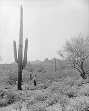 Man looking up at a large cactus - Saguaro Cactus (Carnegiea gigantea); Salt River Project, [Arizona] ca. between 1910 and 1925