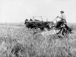 Shoshone Project, Wyoming, Man on a Deering farm implement, possibly a harvester ca. between 1910 and 1920