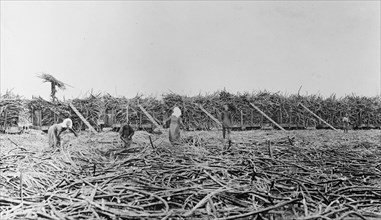 Workers gathering sugar cane, Hawaiian Islands ca.  between 1910 and 1920