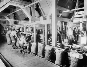 Workers weighing, filling and sewing 100 lb. sacks of sugar at the C&H Sugar factory ca.  between 1910 and 1920